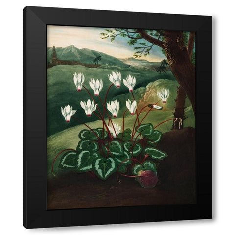 The Persian Cyclamen from The Temple of Flora Black Modern Wood Framed Art Print with Double Matting by Thornton, Robert John