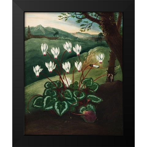 The Persian Cyclamen from The Temple of Flora Black Modern Wood Framed Art Print by Thornton, Robert John