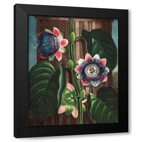The Quadrangular Passion Flower from The Temple of Flora Black Modern Wood Framed Art Print with Double Matting by Thornton, Robert John