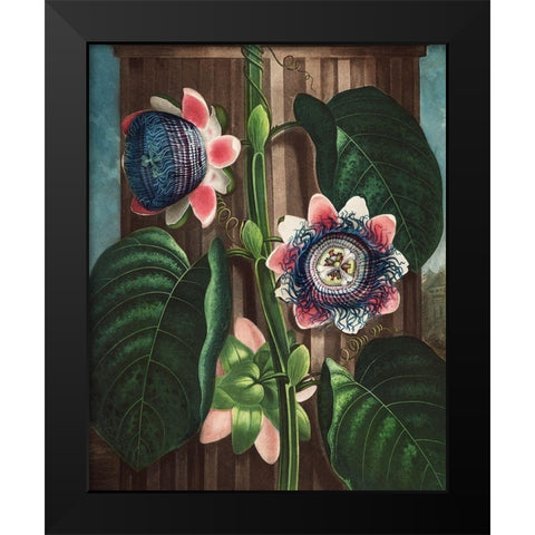 The Quadrangular Passion Flower from The Temple of Flora Black Modern Wood Framed Art Print by Thornton, Robert John