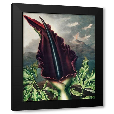 The Dragon Arum from The Temple of Flora Black Modern Wood Framed Art Print by Thornton, Robert John
