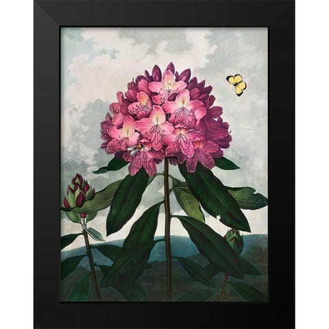 The Pontic Rhododendron from The Temple of Flora Black Modern Wood Framed Art Print by Thornton, Robert John