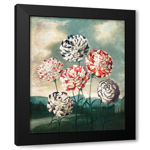 A Group of Carnations from The Temple of Flora Black Modern Wood Framed Art Print by Thornton, Robert John