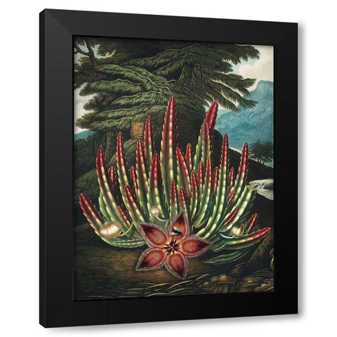 The Maggot Bearing Stapelia from The Temple of Flora Black Modern Wood Framed Art Print by Thornton, Robert John