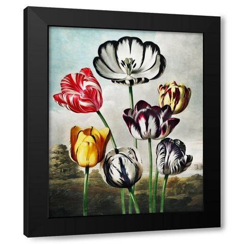 Tulips from The Temple of Flora Black Modern Wood Framed Art Print by Thornton, Robert John