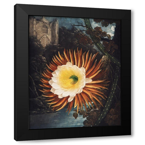 The Night Blowing Cereus from The Temple of Flora Black Modern Wood Framed Art Print by Thornton, Robert John