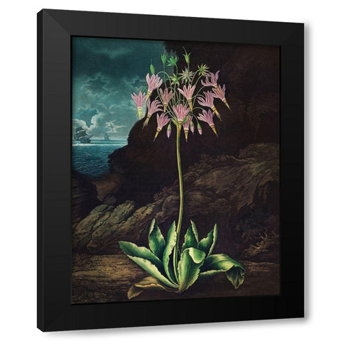 The American Cowslip from The Temple of Flora Black Modern Wood Framed Art Print with Double Matting by Thornton, Robert John