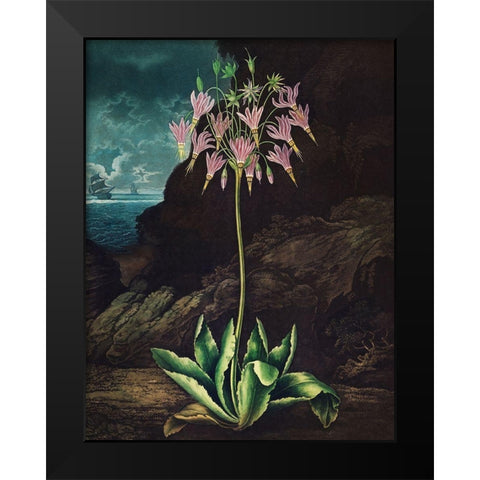 The American Cowslip from The Temple of Flora Black Modern Wood Framed Art Print by Thornton, Robert John
