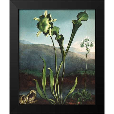 American Bog Plants from The Temple of Flora Black Modern Wood Framed Art Print by Thornton, Robert John