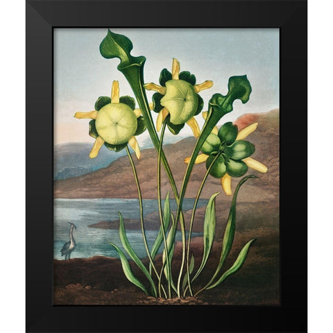 Pitcher Plant from The Temple of Flora Black Modern Wood Framed Art Print by Thornton, Robert John