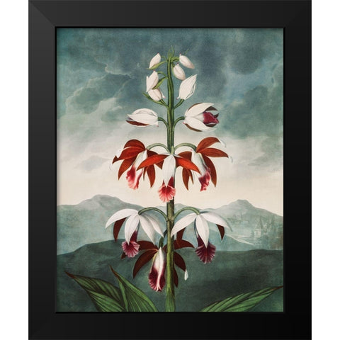The Chinese Limodoron from The Temple of Flora Black Modern Wood Framed Art Print by Thornton, Robert John