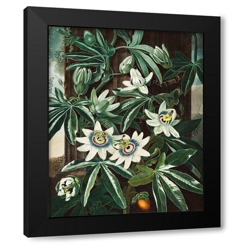 The Passiflora Cerulea from The Temple of Flora Black Modern Wood Framed Art Print with Double Matting by Thornton, Robert John