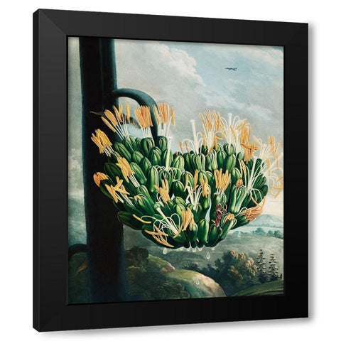 The Aloe from The Temple of Flora Black Modern Wood Framed Art Print with Double Matting by Thornton, Robert John