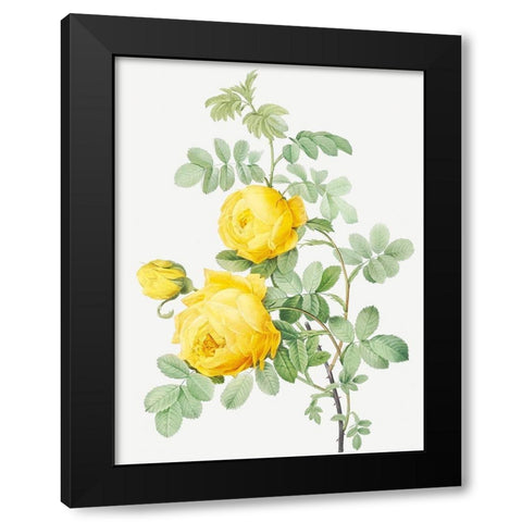 Rosa Hemisphaerica, Yellow Rose of SulfurÂ  Black Modern Wood Framed Art Print by Redoute, Pierre Joseph