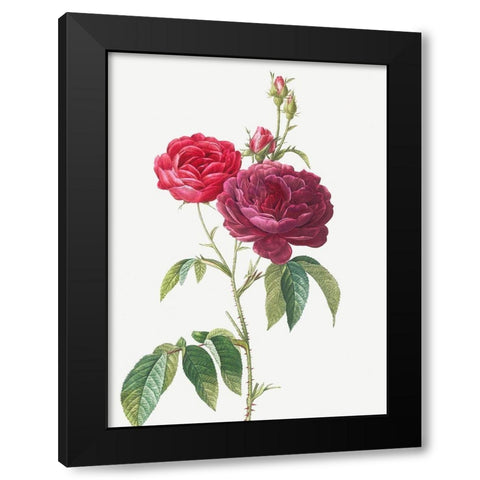 Purple French Rose, Rosa gallica purpuro violacea magna Black Modern Wood Framed Art Print by Redoute, Pierre Joseph