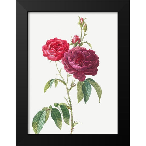 Purple French Rose, Rosa gallica purpuro violacea magna Black Modern Wood Framed Art Print by Redoute, Pierre Joseph