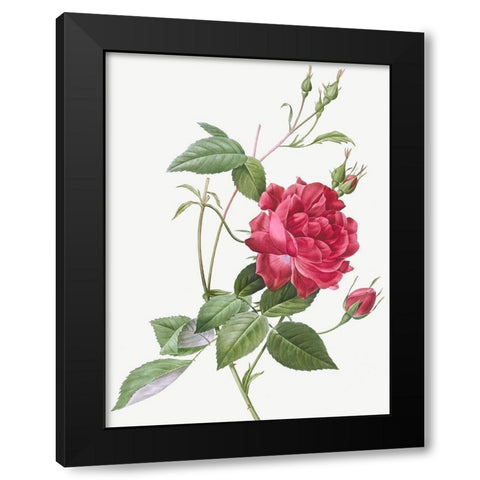 Blood Red Bengal Rose, Rosa indica cruneta Black Modern Wood Framed Art Print by Redoute, Pierre Joseph