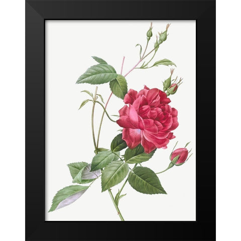 Blood Red Bengal Rose, Rosa indica cruneta Black Modern Wood Framed Art Print by Redoute, Pierre Joseph