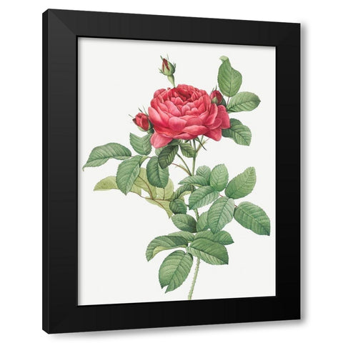 Rosa Gallica Pontiana, Bridge Rose Black Modern Wood Framed Art Print by Redoute, Pierre Joseph