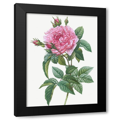 Gallic Rose, Rosa gallica regalis Black Modern Wood Framed Art Print with Double Matting by Redoute, Pierre Joseph