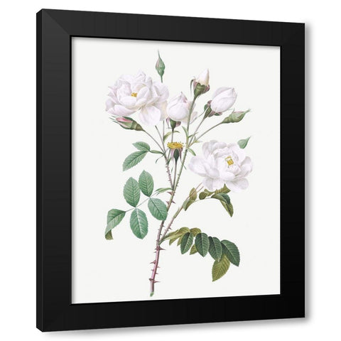 Rosa Campanulata Alba, Pink Bellflowers to White Flowers Black Modern Wood Framed Art Print by Redoute, Pierre Joseph