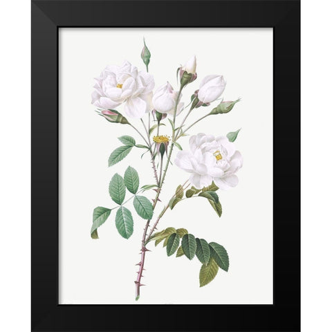 Rosa Campanulata Alba, Pink Bellflowers to White Flowers Black Modern Wood Framed Art Print by Redoute, Pierre Joseph