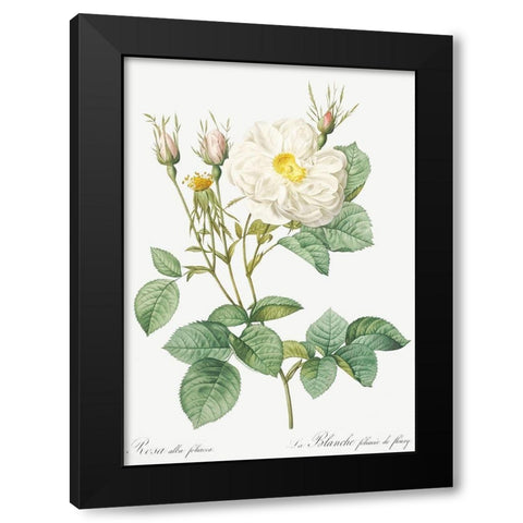 Rosa Alba, White Leaf of Fleury, Rosa alba foliacea Black Modern Wood Framed Art Print by Redoute, Pierre Joseph