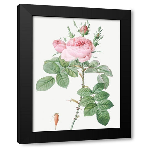 Rosa Bifera Officinalis, Rose of Perfume Black Modern Wood Framed Art Print by Redoute, Pierre Joseph