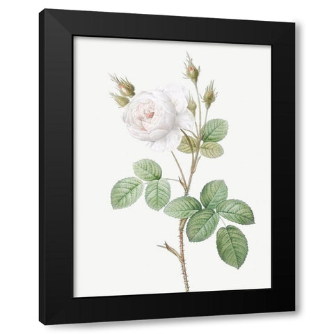White Moss Rose, Misty Roses with White Flowers, Rosa muscosa alba Black Modern Wood Framed Art Print with Double Matting by Redoute, Pierre Joseph