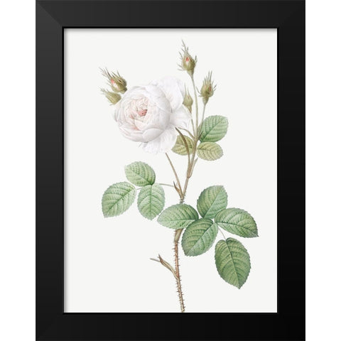 White Moss Rose, Misty Roses with White Flowers, Rosa muscosa alba Black Modern Wood Framed Art Print by Redoute, Pierre Joseph