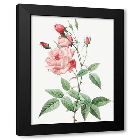 Old Blush China, Common Rose of India, Rosa Indica Vulgaris Black Modern Wood Framed Art Print with Double Matting by Redoute, Pierre Joseph