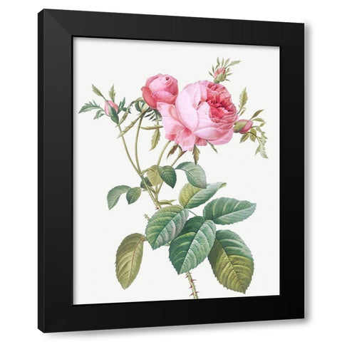 Rose de Mai, Rosa centifolia foliacea Black Modern Wood Framed Art Print by Redoute, Pierre Joseph