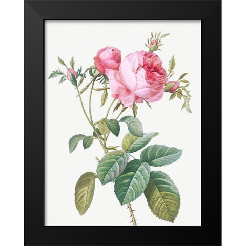 Rose de Mai, Rosa centifolia foliacea Black Modern Wood Framed Art Print by Redoute, Pierre Joseph