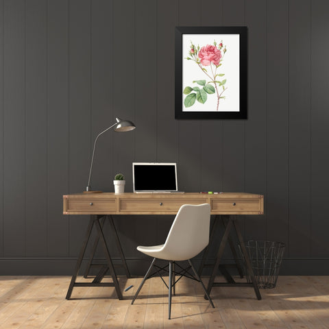 Cumberland Rose, Rosa Centifolia Anglica Rubra Black Modern Wood Framed Art Print by Redoute, Pierre Joseph