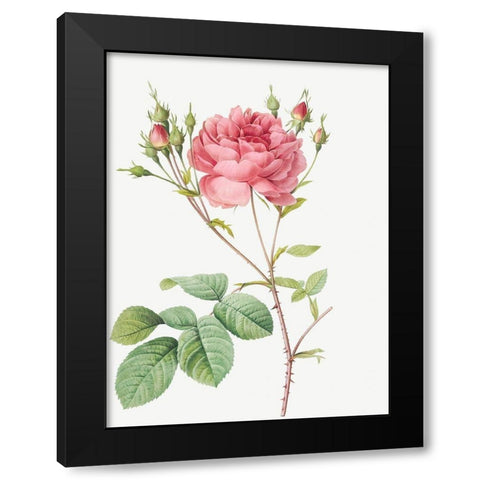 Cumberland Rose, Rosa Centifolia Anglica Rubra Black Modern Wood Framed Art Print with Double Matting by Redoute, Pierre Joseph