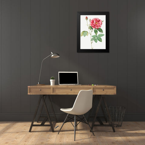 French Rose, Ordinary Provins Rosebush, Rosa galluca offuenalis Black Modern Wood Framed Art Print by Redoute, Pierre Joseph