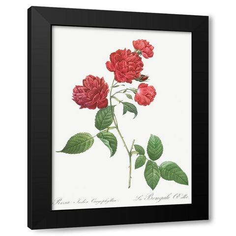 Red Cabbage Rose, Bengal eyelet, Rosa indica caryophyllea Black Modern Wood Framed Art Print with Double Matting by Redoute, Pierre Joseph