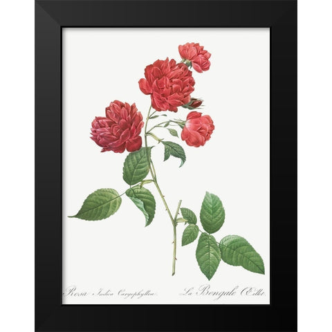Red Cabbage Rose, Bengal eyelet, Rosa indica caryophyllea Black Modern Wood Framed Art Print by Redoute, Pierre Joseph