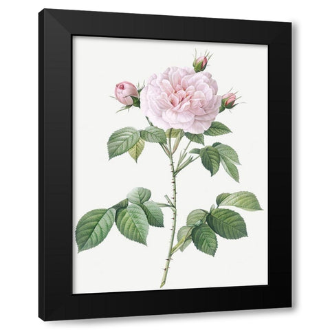 Royal White Rose, Rosa alba regalis Black Modern Wood Framed Art Print with Double Matting by Redoute, Pierre Joseph