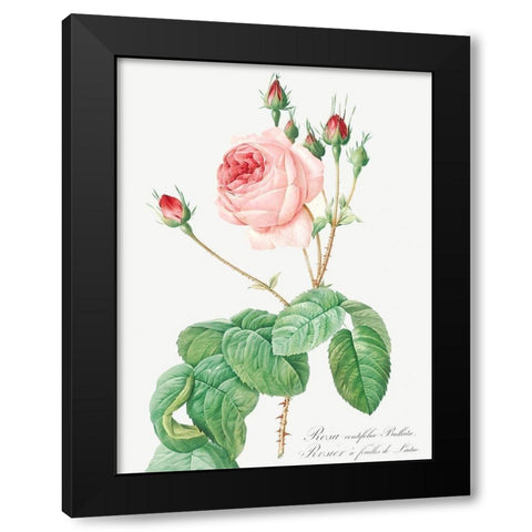Cabbage Rose, Rosebush with Lettuce Leaves, Rosa centifolia bullata Black Modern Wood Framed Art Print by Redoute, Pierre Joseph