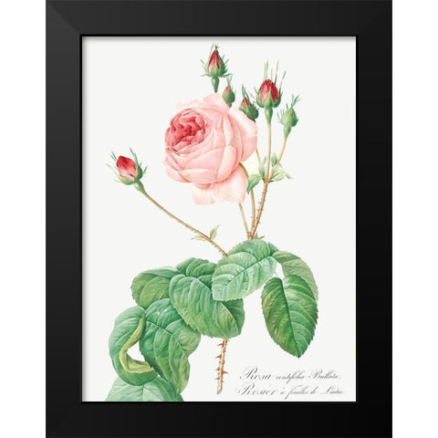 Cabbage Rose, Rosebush with Lettuce Leaves, Rosa centifolia bullata Black Modern Wood Framed Art Print by Redoute, Pierre Joseph