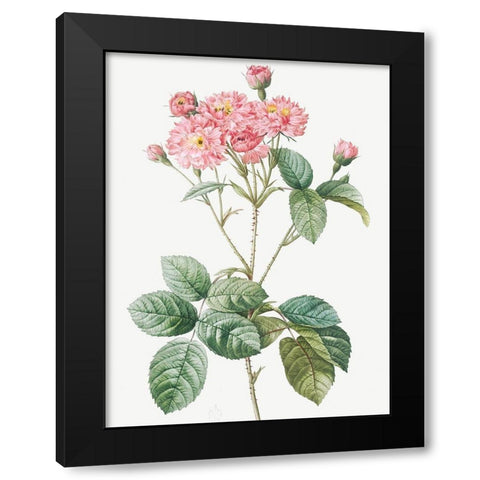 Carnation Petalled Variety of Cabbage Rose also known as Rose bush, Rosa Centifolia Caryophyllea Black Modern Wood Framed Art Print with Double Matting by Redoute, Pierre Joseph
