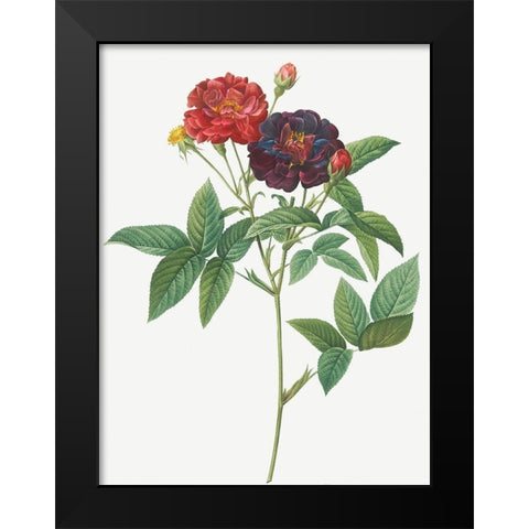 Rose of Van Eeden, Rosa gallica purpurea velutina, parva Black Modern Wood Framed Art Print by Redoute, Pierre Joseph