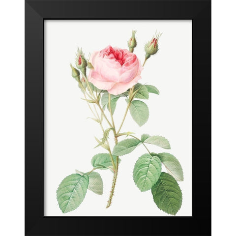 Double Moss Rose, Sparkling Rosebush with Double Flowers, Rosa muscosa multiplex Black Modern Wood Framed Art Print by Redoute, Pierre Joseph