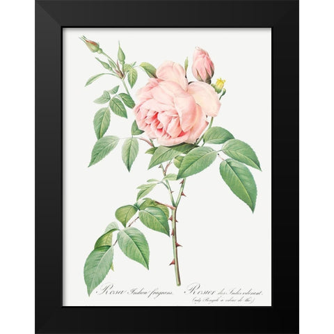 Rosa indica fragrans, Fragrant Rosebush Black Modern Wood Framed Art Print by Redoute, Pierre Joseph