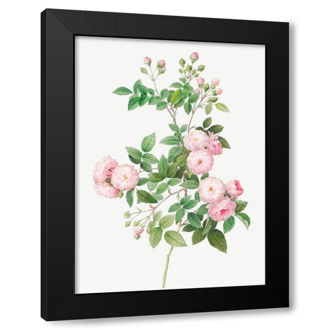 Flesh Pink Multiflora, Rosa multiflora carnea Black Modern Wood Framed Art Print by Redoute, Pierre Joseph