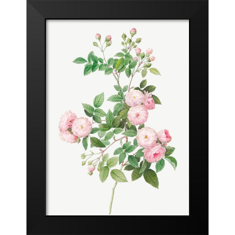 Flesh Pink Multiflora, Rosa multiflora carnea Black Modern Wood Framed Art Print by Redoute, Pierre Joseph