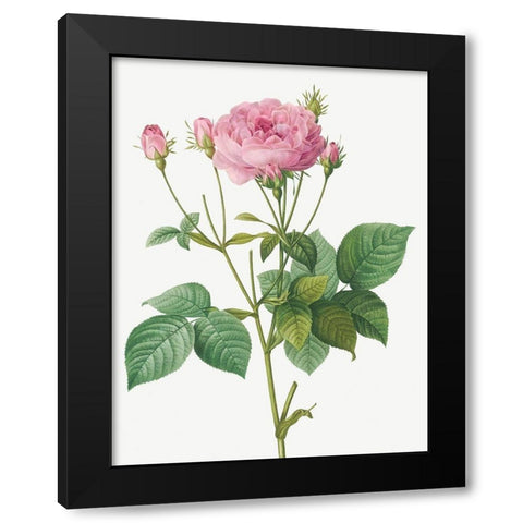 Rosa Gallica Granules, Rosebush of France with Pomegranate Black Modern Wood Framed Art Print with Double Matting by Redoute, Pierre Joseph