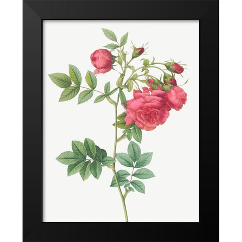 Turnip Roses, Rosa rapa Black Modern Wood Framed Art Print by Redoute, Pierre Joseph