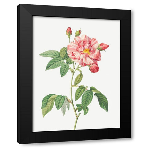Rosa Mundi, French Rosebush with Varigated Flowers, Rosa gallica versicolor Black Modern Wood Framed Art Print with Double Matting by Redoute, Pierre Joseph
